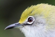 Christmas Island White-eye (Zosterops natalis)